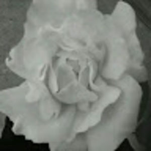 Meet your Posher, Rosie